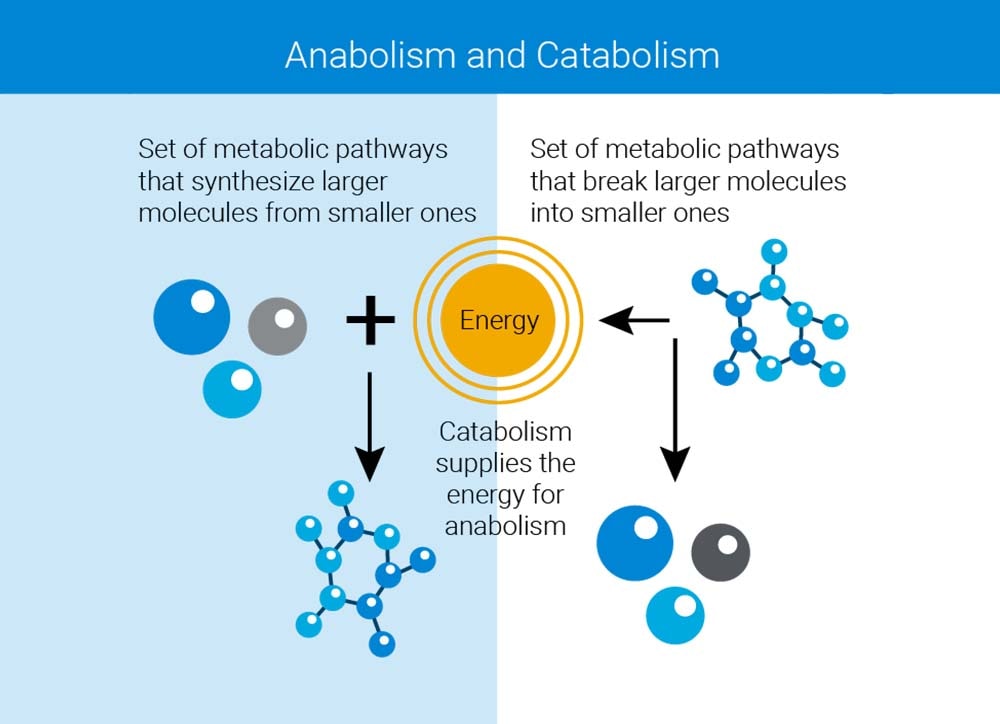 Anabolism-and-Catabolism