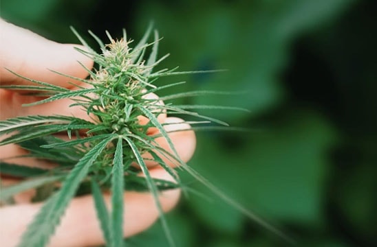 Cannabis and Hemp Testing Solutions