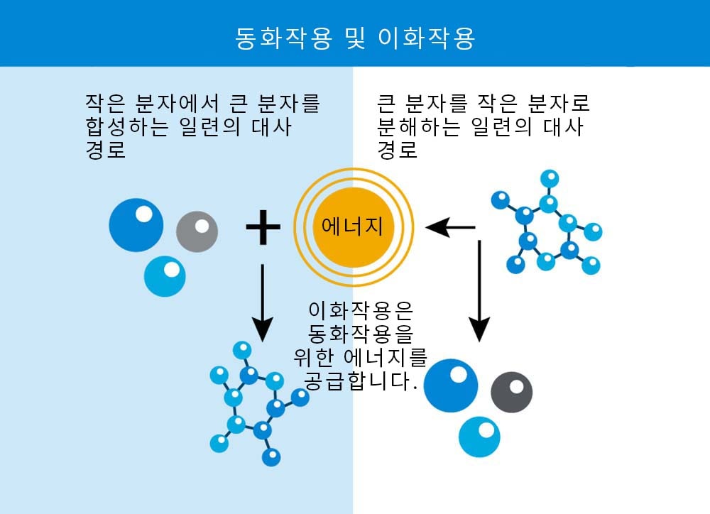 동화작용과 이화작용