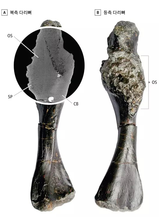 지속 가능한 발전 목표