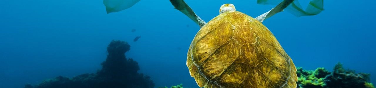 Mitigating Plastic Pollution While Regenerating Our Oceans