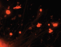 3D Cell Culture Resources