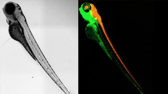 Gen5 Object Tracking How it Works Video