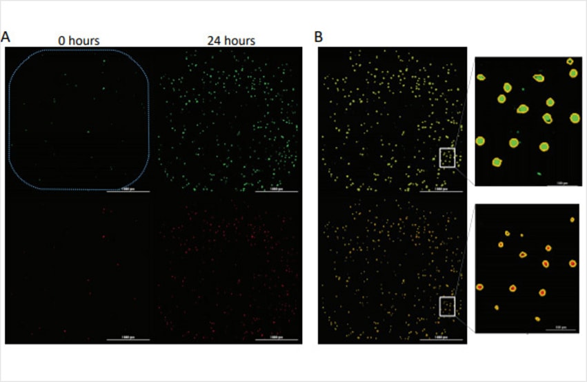 Automated Kinetic Imaging Assay of Cell Proliferation in 384-Well Format