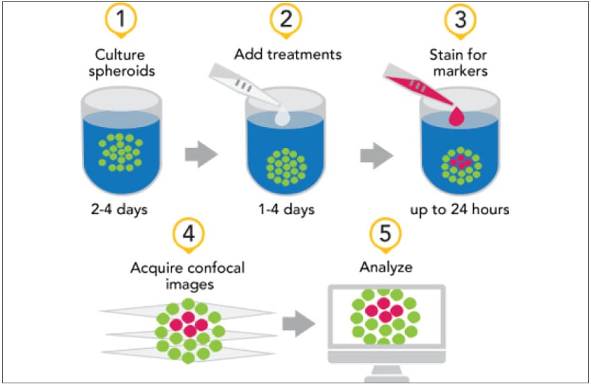 Confocal Imaging and Analysis of Spheroids for Determination of Dose Response during Drug Treatment