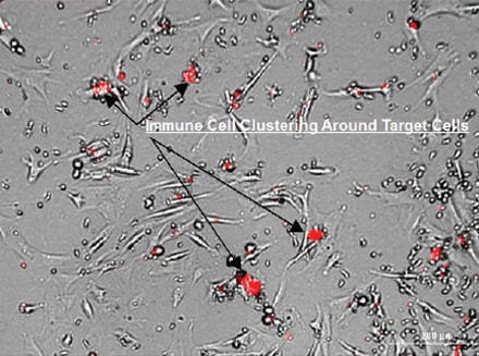 An Image-Based Method to Detect and Quantify T Cell-Mediated Cytotoxicity of 2D and 3D Target Cell Models