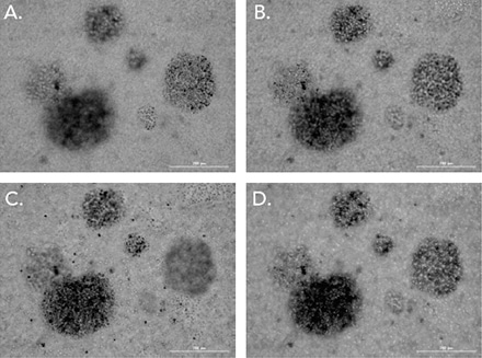 Validation of an Image-Based 3D Natural Killer Cell-Mediated Cytotoxicity Assay