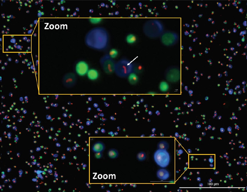 Multi-Mode Metabolic Profiling of Stationary Phase Saccharomyces Cerevisiae Exposed to Short-Term Oxidative or Nutrient Stress