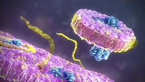 LAMP Assays: Kinetic characterization using a Multimode Microplate Reader