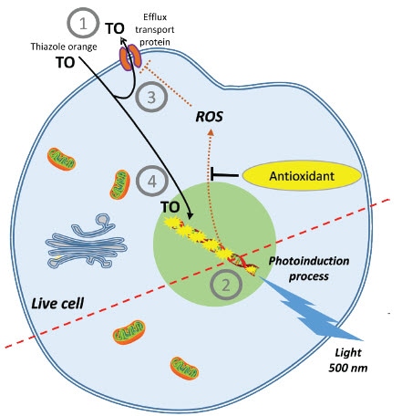 Figure 1. AOP1 assay. Effect is measured as the ability of antioxidants to quench ROS production, keeping TO out of the cell and resulting in low fluorescence.