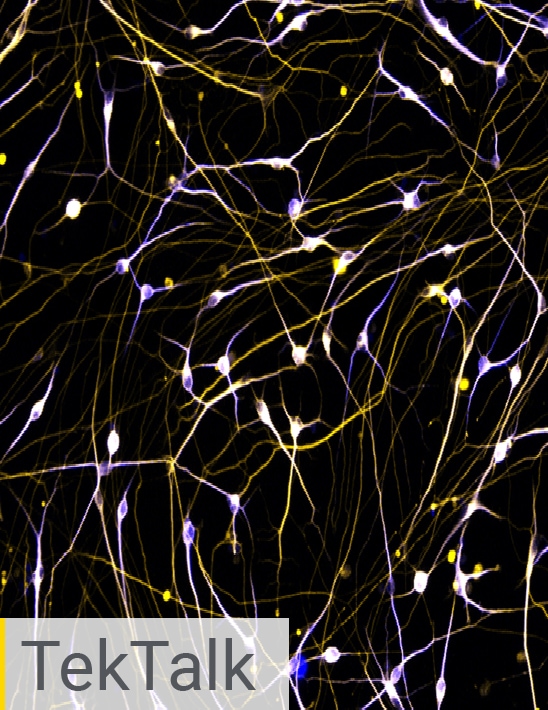 Neurobiology Cell Analysis