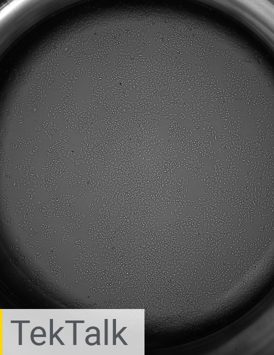 Viral Infectivity Assays