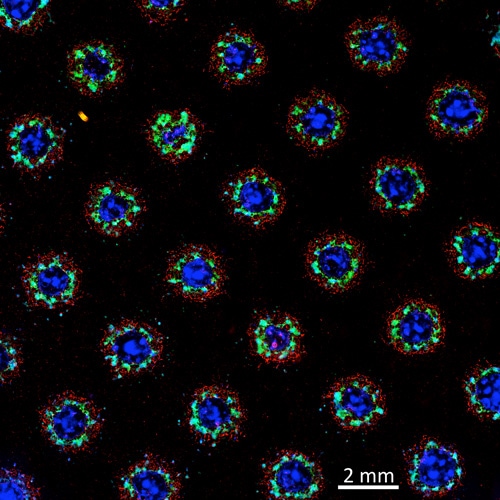 Vascularized cardiovascular organoids. Imaged with 4x objective with 8x10 stitching, three channels: GFP, RFP, and DAPI. 