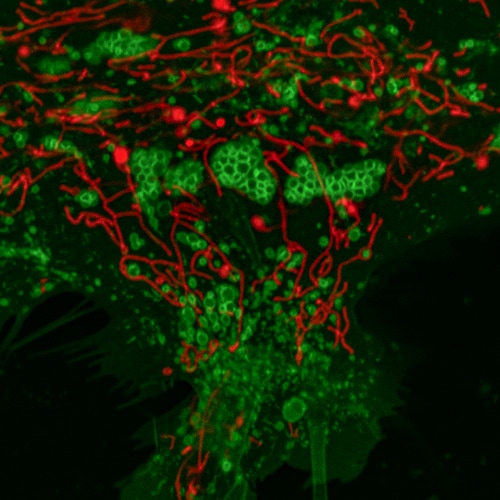 Rat spinal cord astrocytes transduced with mitochondria RFP (in red) and lysosome GFP (red). Images were acquired using 60X objective. Image shows Z stack projection of maximum fluorescence intensity.