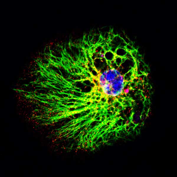 Neural stem Cell from Mice
