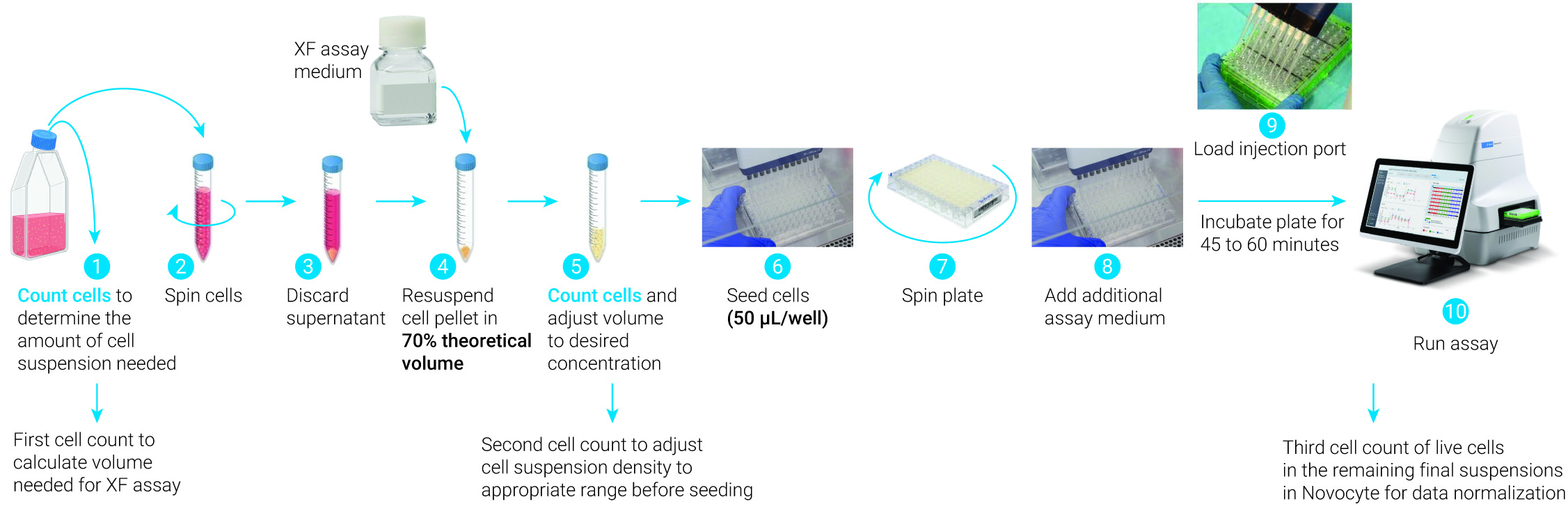 Seeding suspension cells section 3.2