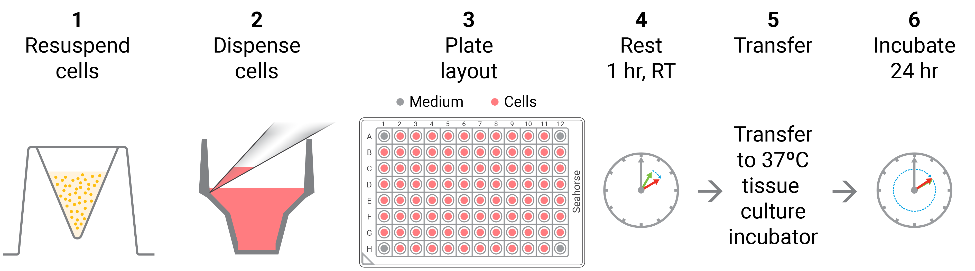 XF96 day before cell seeding