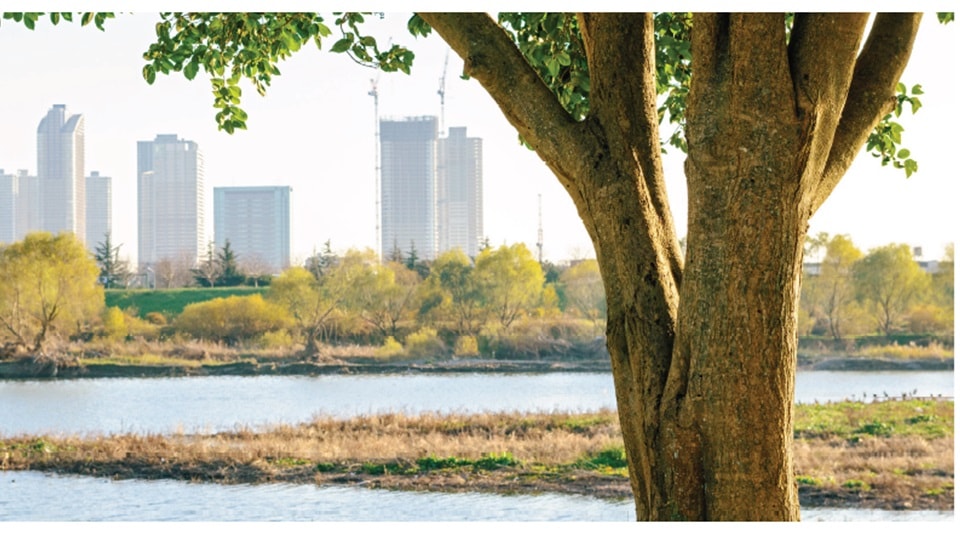 A tree in the foreground of a river near a large city in the background.