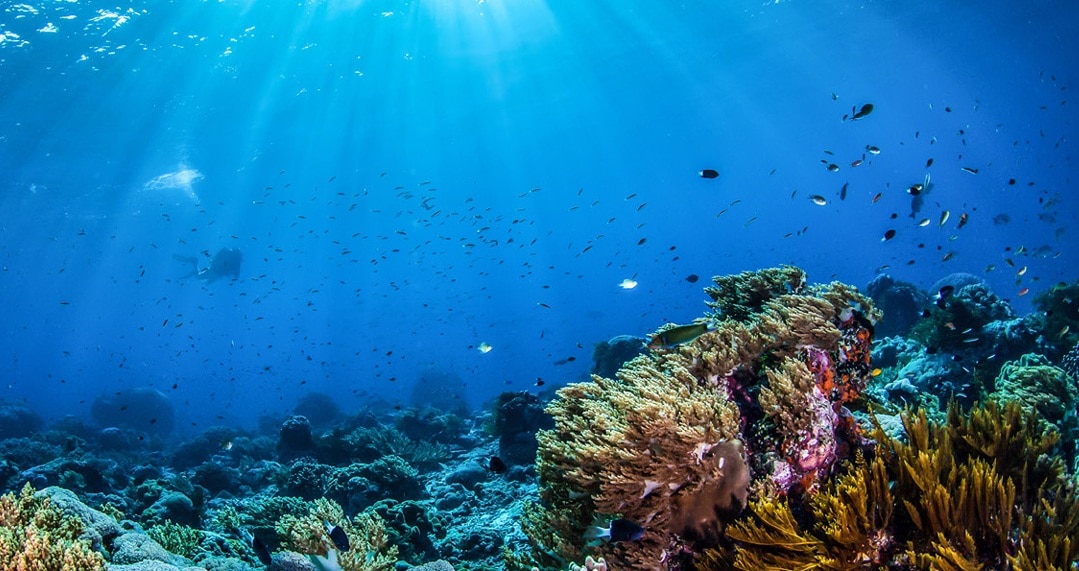 Sunbeams illuminate a vibrant coral reef underwater, with colorful corals, sea fans, and schools of fish in deep blue water, creating a serene scene.