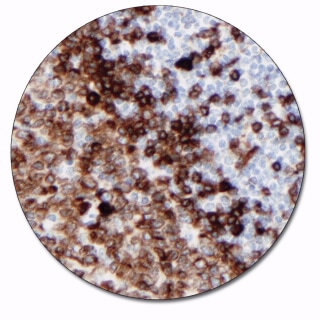CD79α (Concentrate)