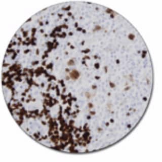 B-Cell-Specific Activator Protein (Concentrate)