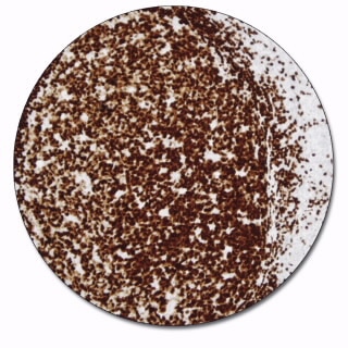 B-Cell-Specific Activator Protein (Concentrate)