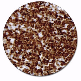 B-Cell-Specific Activator Protein (Concentrate)