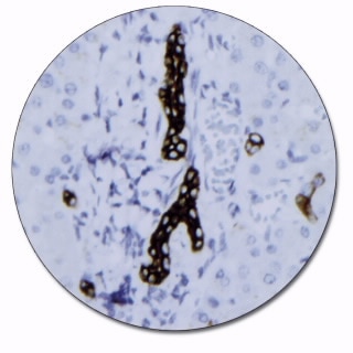 Cytokeratin 19 (Concentrate)