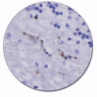 CD68 (Concentrate)