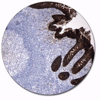 E- カドヘリン (濃縮抗体)