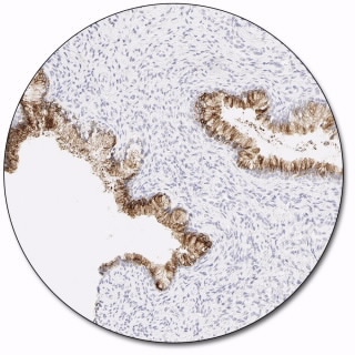 MUC5AC (Autostainer Link 48)