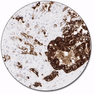 MUC5AC (Autostainer Link 48)