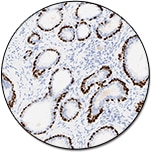 p63 Protein (Concentrate)