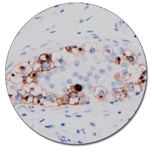 胎盤型アルカリフォスファターゼ (PLAP) (ダコ　Autostainer Link 48 用)