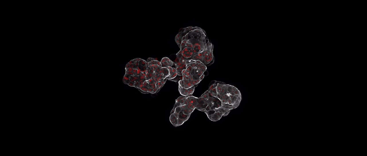 3D Cell Model Systems | Agilent