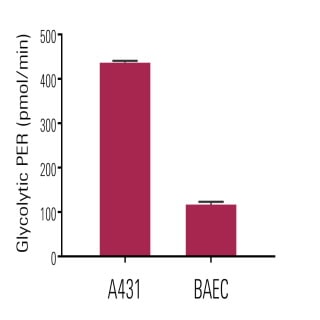 Seahorse XF Glycolytic Rate Assay 키트