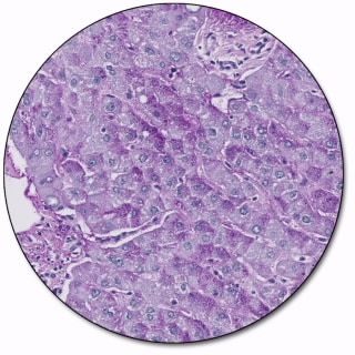 Periodic Acid-Schiff (PAS) Stain Kit, Artisan