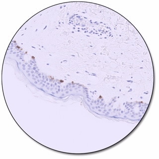 Melan-A (Dako Omnis)