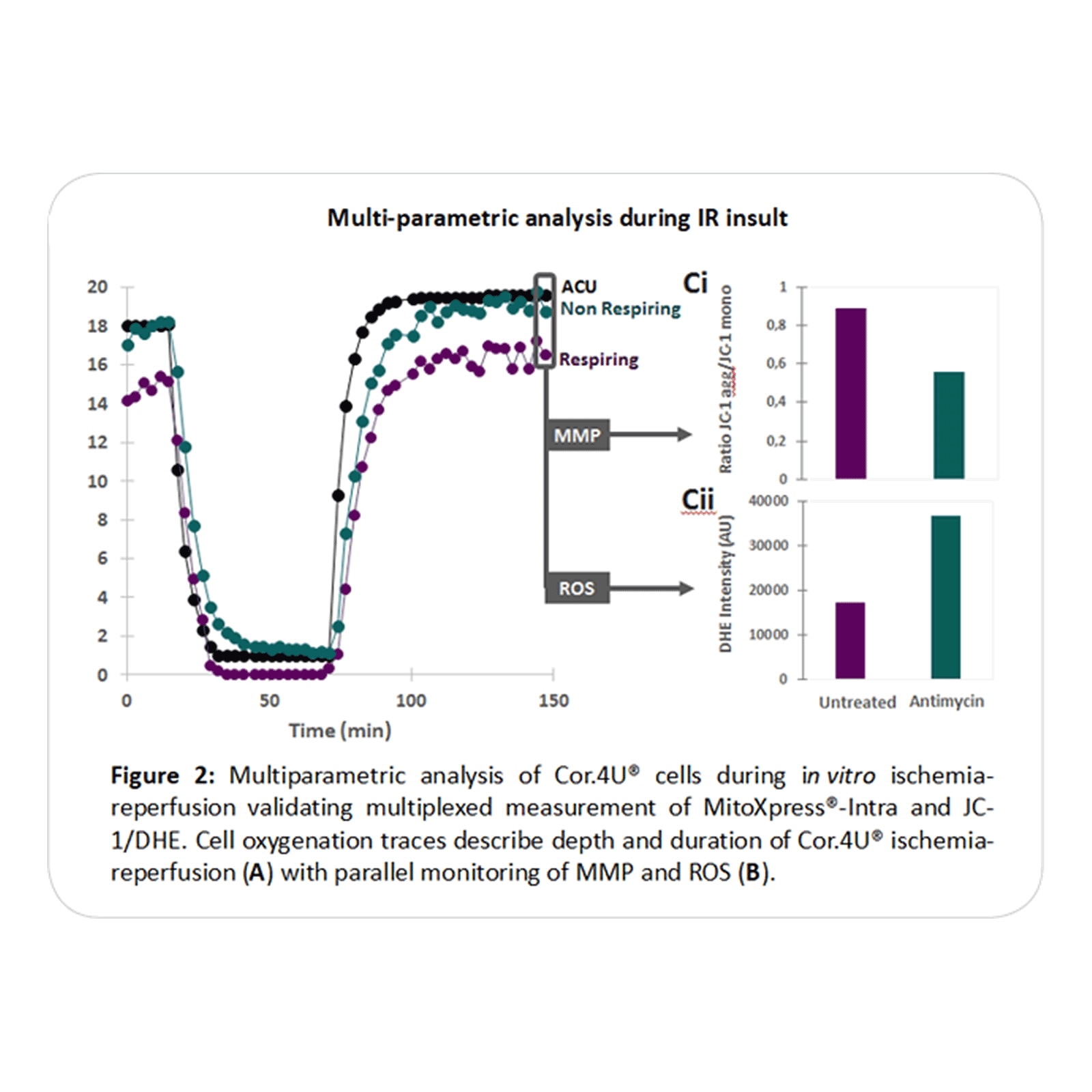 MitoXpress Intra Intracellular Oxygen Assay
