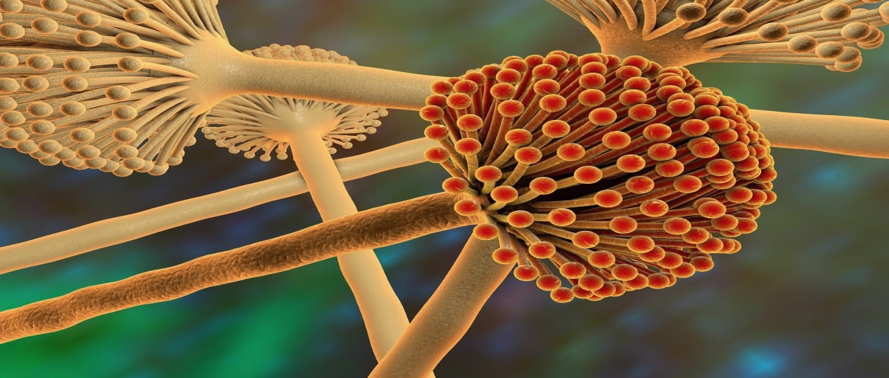 Analytical Reference Materials & Standards