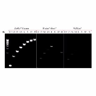 PfuUltra II Fusion High-fidelity DNA Polymerase