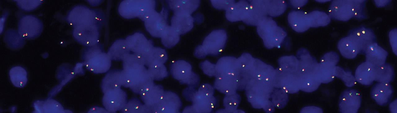 Example category image description