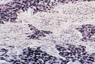 Example category image description