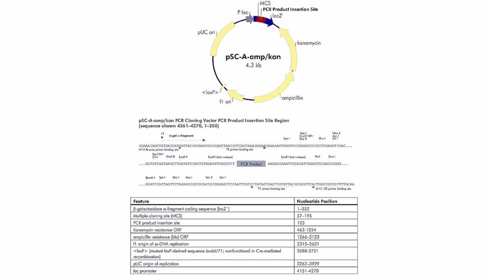 strataclone pcr cloning kits