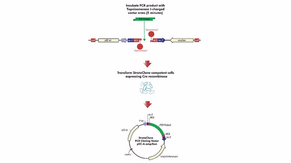 strataclone pcr cloning kits