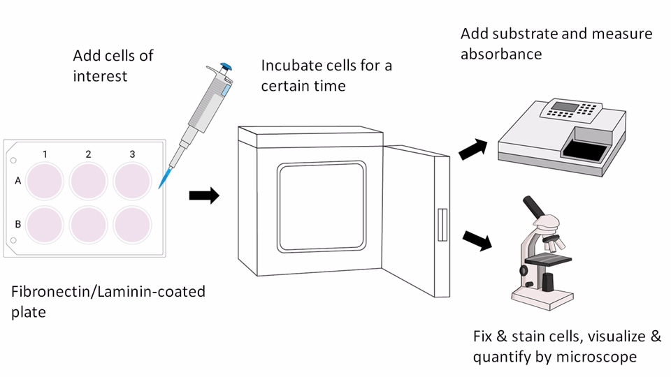 traditional cell adhesion assay
