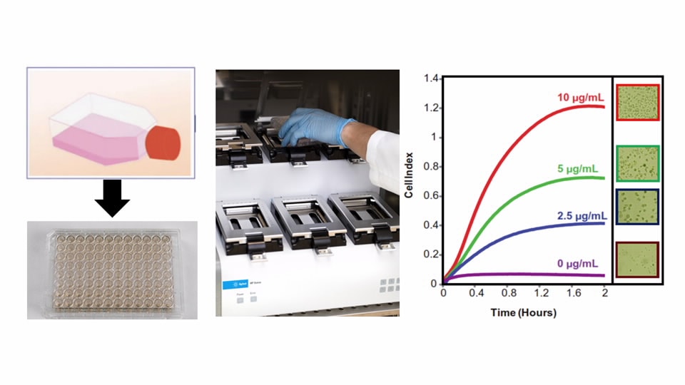 real-time monitoring of cell adhesion