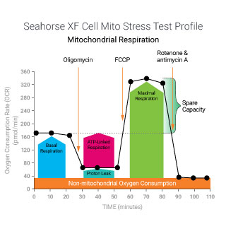 Seahorse XF 细胞线粒体压力测试报告生成器