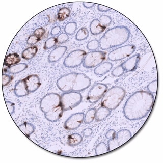 Example category image description