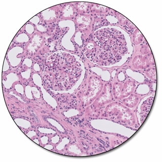 Dako H&E Reagent Package, Large